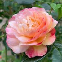 Trevor White Roses | Old Roses Grower | Buy Rose Plants For Sale