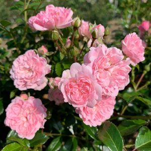 The Fairy SHRUB ROSE | Quality Roses Direct From Grower