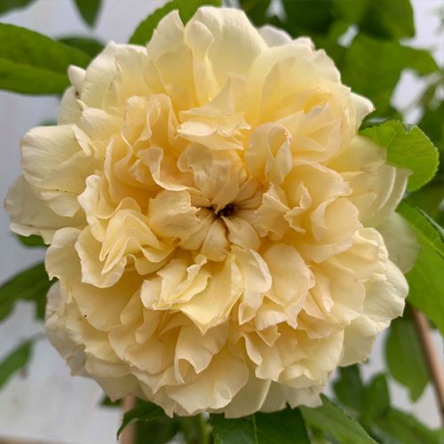 Celine Forrestier is a yellow Climbing Rose.