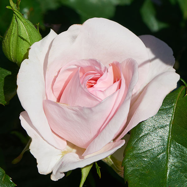 Anna Shrub Rose Quality Roses Direct From Grower