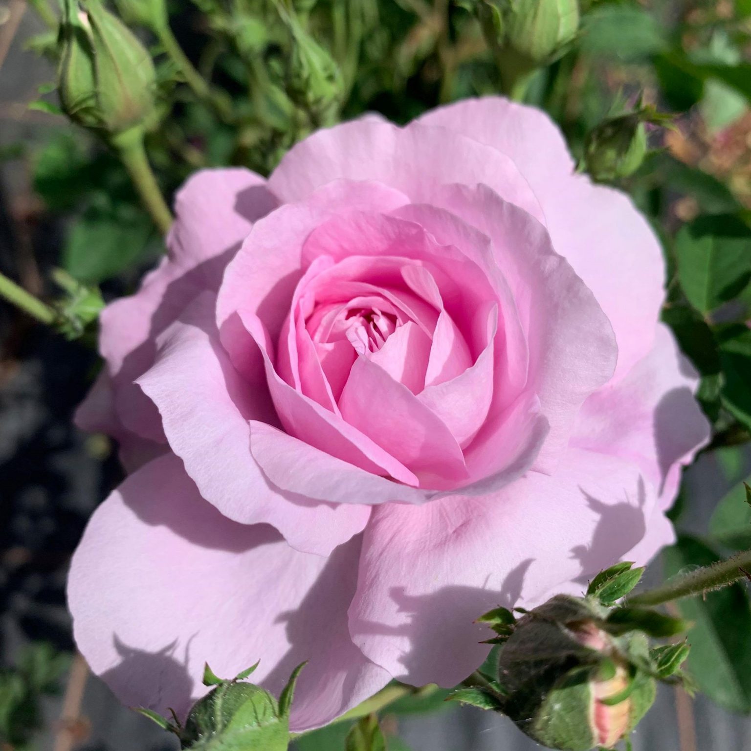 Damask Roses Trevor White Roses Specialist Growers of Ancient Roses