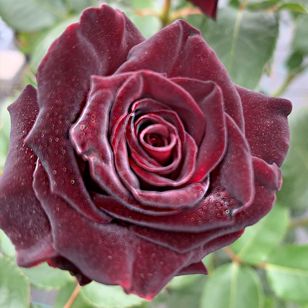 black baccara roses