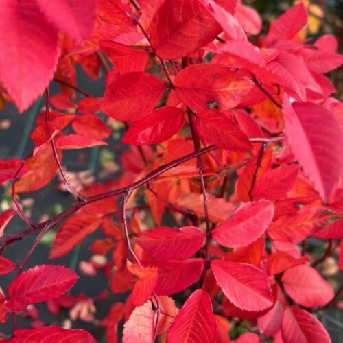 Rosa Morletti has red autumn foliage.
