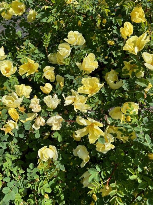 Rosa cantabrigiensis - Trevor White Roses