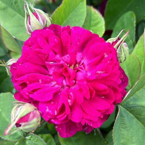 Ruby Rescht a damask rose and sport of Rose de Rescht.