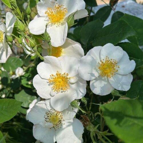Rosa dupontii a white species rose.