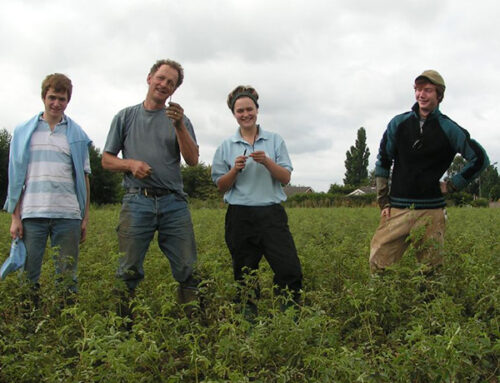 A Life in Roses: Reflections on 40 Years of Rose Growing