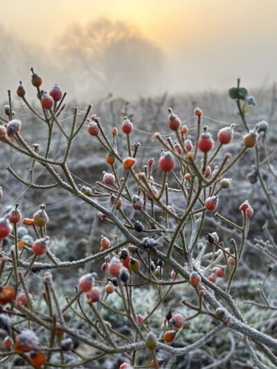 Ballerina Rose with frosty hips.